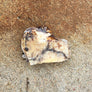 BISON HALF KNUCKLE BONES
