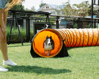 Top 5 Dog Sports to Try in 2025