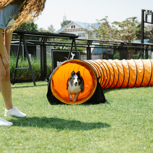 Top 5 Dog Sports to Try in 2025