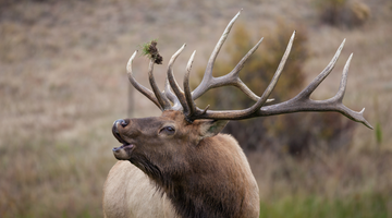 Are Elk Antlers Safe For Dogs (Aka Elk Horns)