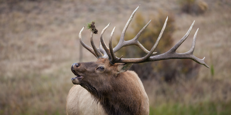 Are Elk Antlers Safe For Dogs (Aka Elk Horns)