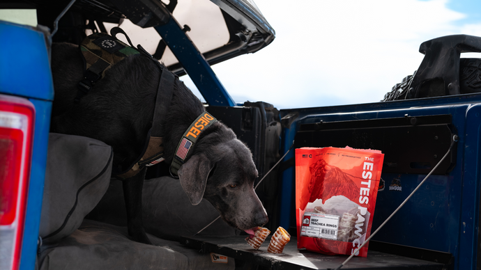 Dog Camping Essentials: What to Pack for a Safe and Fun Trip