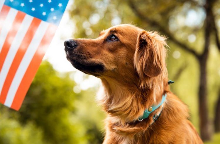 How to Keep Your Dog Calm & Safe This 4th of July