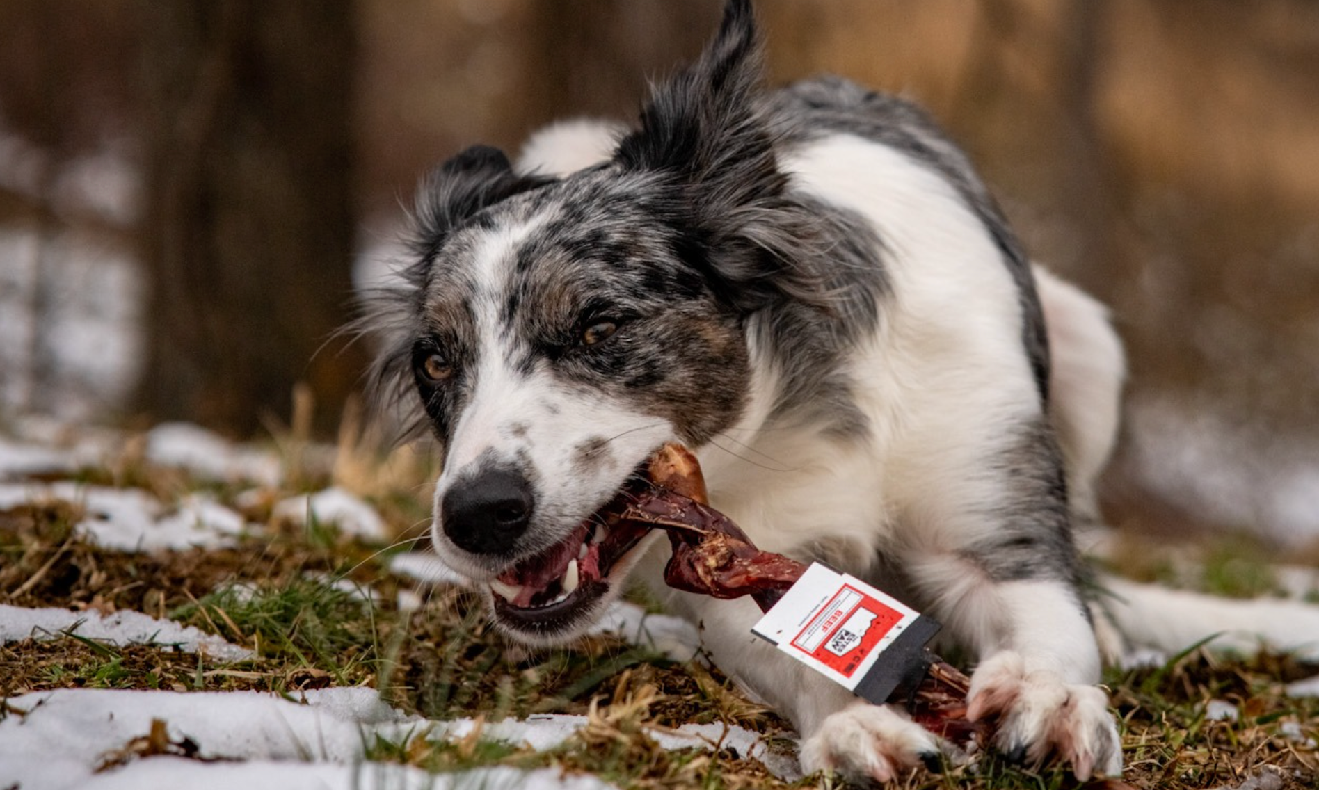 Springtime Dog Care Tips: Grooming, Allergies & Outdoor Safety for a H ...