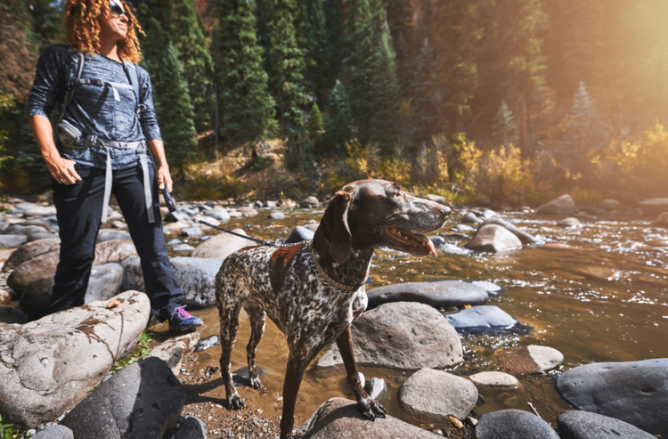 The Ultimate Dog-Friendly Guide to Estes Park, Colorado