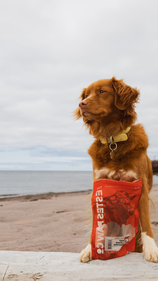 Premium Dog Chews, Bones, & Treats
